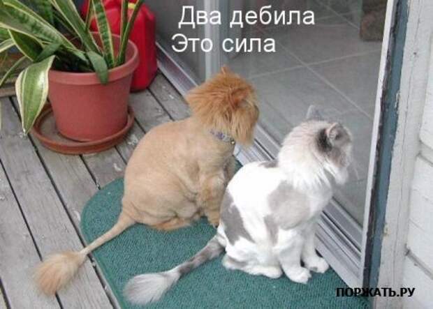 Ржачные картинки животных, смешные надписи.