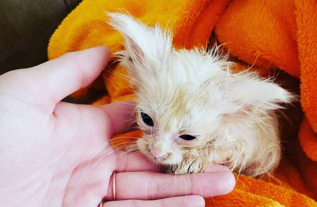 Брошенный котенок превратился красивую кошку