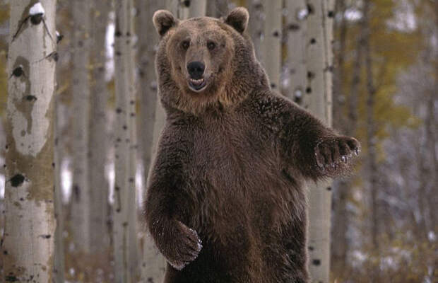 Зачем медведь поднимается на задние лапы?