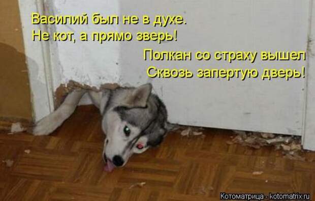 Котоматрицы(картинки с надписями)