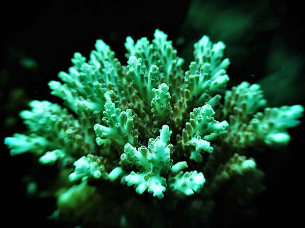 Скорость образования экзоскелета связали с устойчивостью кораллов к закислению океана