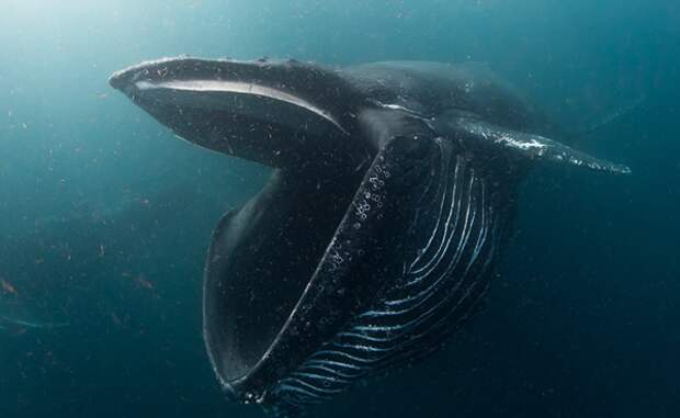 Чтобы поесть, кит просто открывает рот, после схлопывает его, выпускает всю воду, а все твердые элементы отправляются в желудок.
