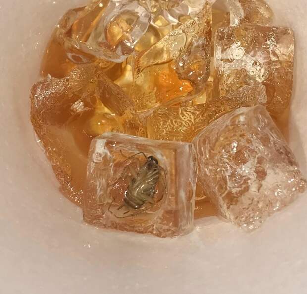 насекомое в напитке