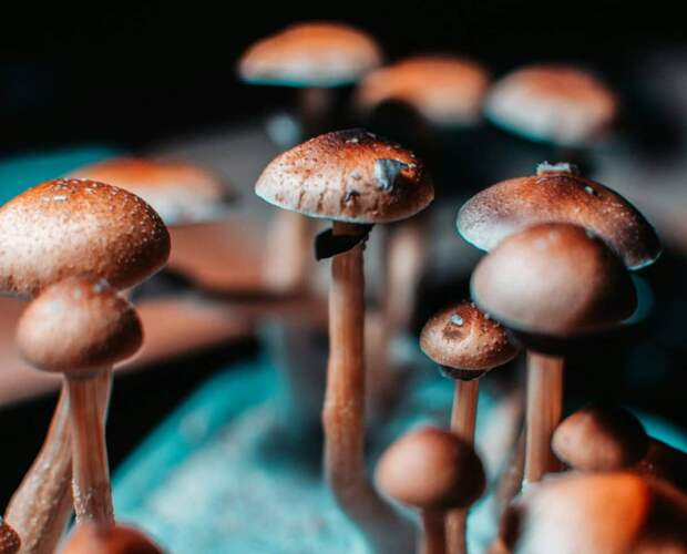 Волшебные грибы