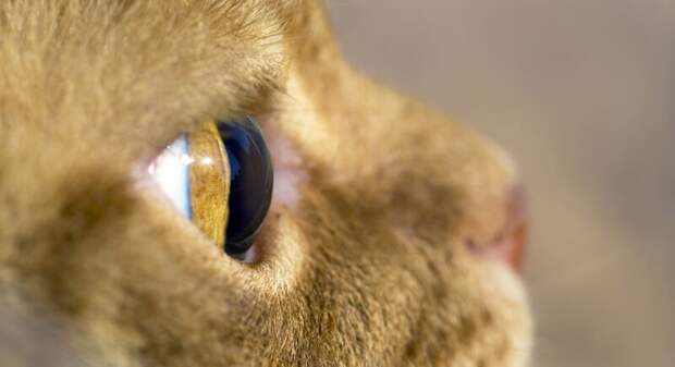 Мистический огонь, или Почему у кошек светятся глаза? животное, зеркало, кошка, отражение, почемучка, свет, свечение, тапетум