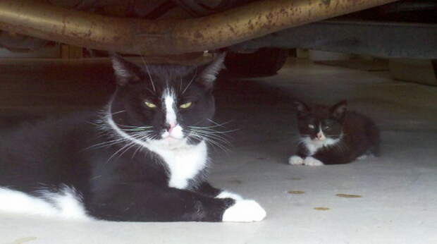 copycatanimalphotos18.jpeg
