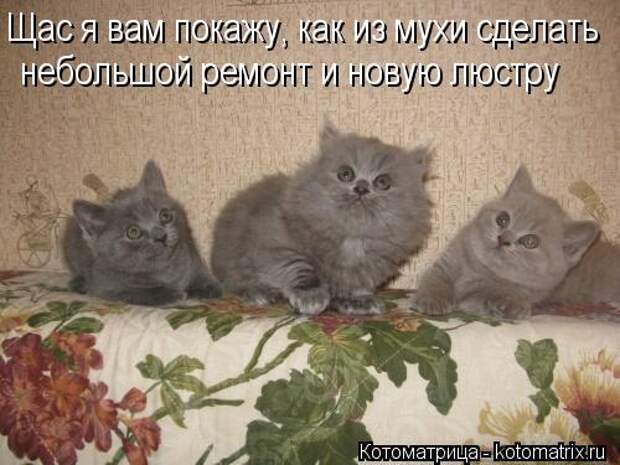 Котоматрица: Щас я вам покажу, как из мухи сделать небольшой ремонт и новую люстру