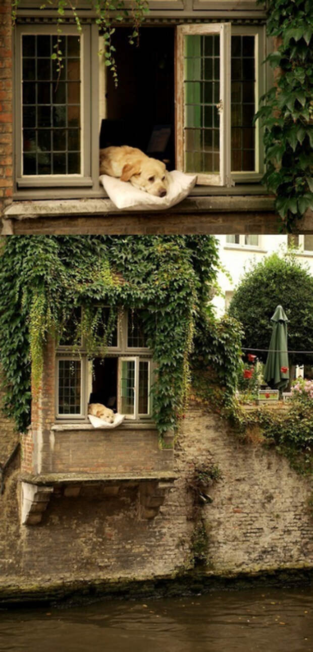 животные милашки собачка на окне (336x700, 316Kb)