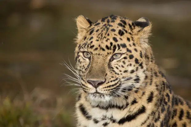 oriental_leo_2.jpg