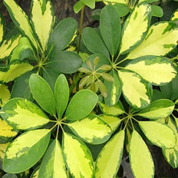 Шеффлера, Шефлера — Schefflera