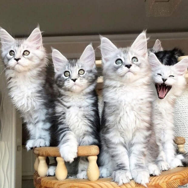 b0e5f7f22c14be9e4a9d2cbd91882fca (700x699, 399Kb)