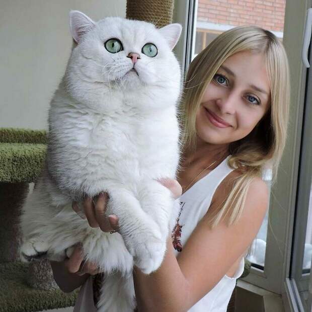 8 фото огромных котиков, которые не осознают, насколько они большие