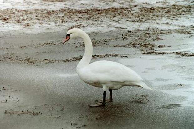 Лебединая верность: спасатели с риском для собственной жизни спасали птицу в Ростовской области