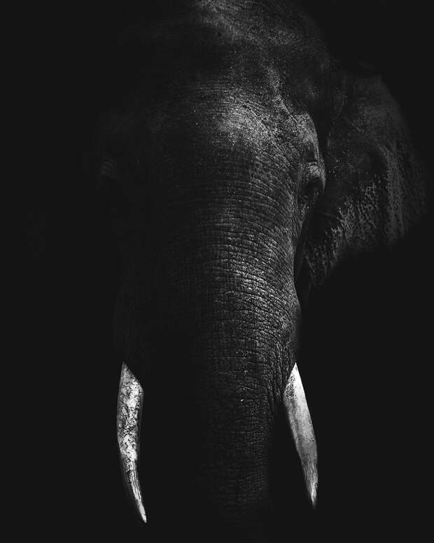 Слон в темноте