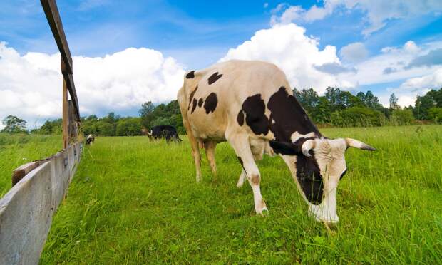 В Архангельской области могут запретить сертификацию молока от неучтённых коров