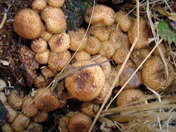 Высаживают грибы в шахматном порядке, отступая от каждого на расстояние в тридцать сантиметров. Основным условием активного роста грибов является их регулярное и тщательное увлажнение. Первые грибы обычно появляются спустя год после высаживания.