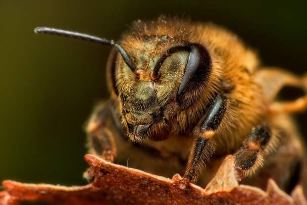 insects53 insects53 Портреты насекомых