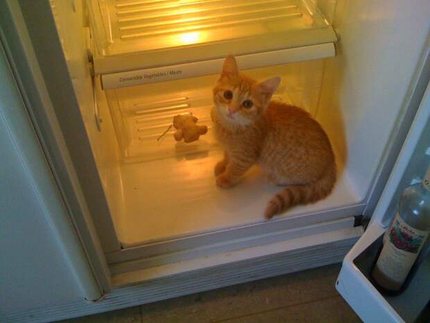 catfridge18 Коты в холодильниках