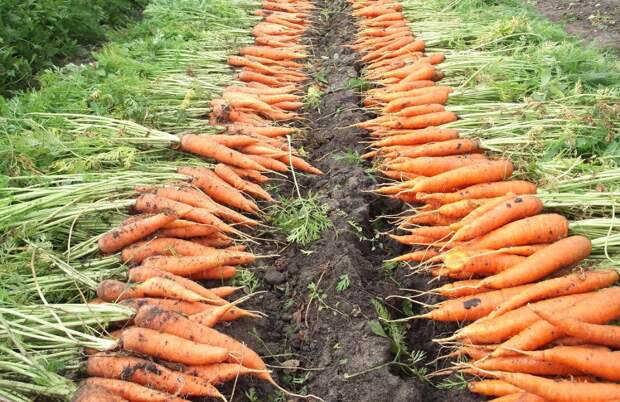 Чем полить морковь в первые дни июля – этот раствор заставит посадки на грядке сразу пойти в рост