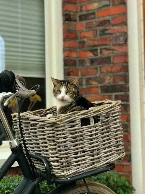 59580485_original (525x700, 378Kb)