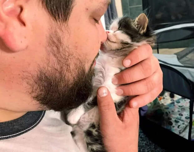 Без кота и жизнь не та