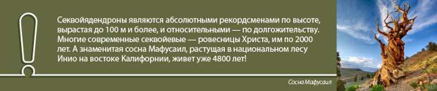 СЕКВОЙЯ: ДЕРЕВО-ВОЖДЬ