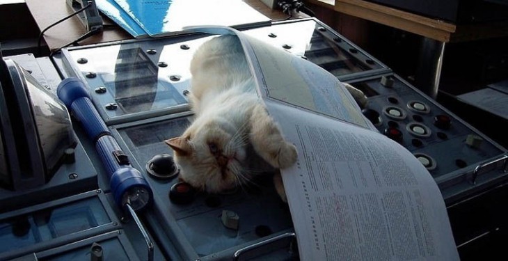 6 КОТОВ-ТРУДОГОЛИКОВ, которые нас восхитили