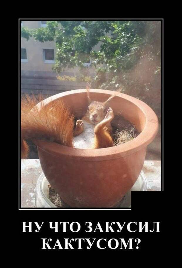 demotivatory-demotivator-smeshnye-demotivatory-demotivator-so-smyslom