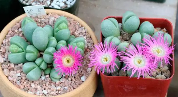 Комнатное растение Аргиродерма (Argyroderma)