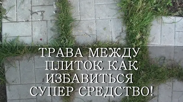 Трава на дорожках между плиток: супер средство - Сам себе мастер ...