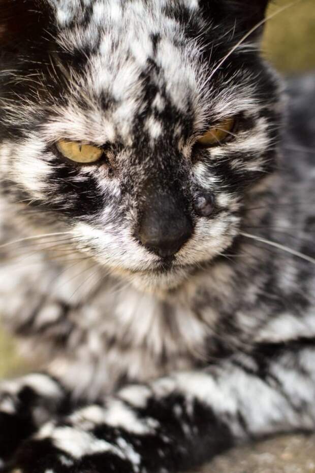 03-scrappy-the-cat-681x1024