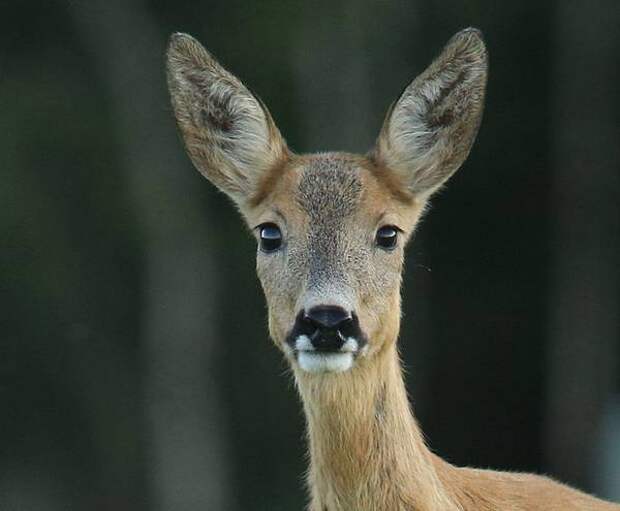Морда европейской косули фото (Capreolus capreolus)