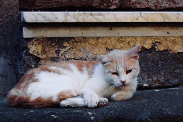 Очень колоритные уличные коты город, животные, кот, кошка, улица, уличные кошки, эстетика