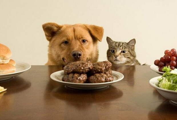 смешные картинки с едой и котами) (8)