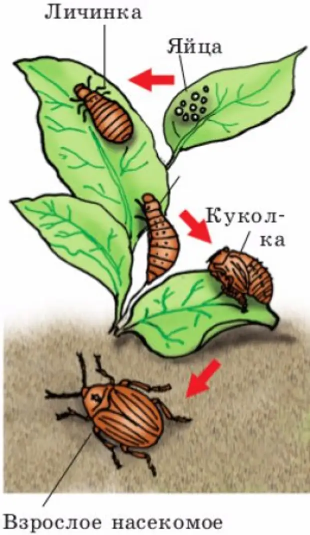 Как размножается колорадский жук. Жизненный цикл колорадского жука схема. Цикл развития колорадского жука. Колорадский Жук превращение. Жизненный цикл колорадского жука.