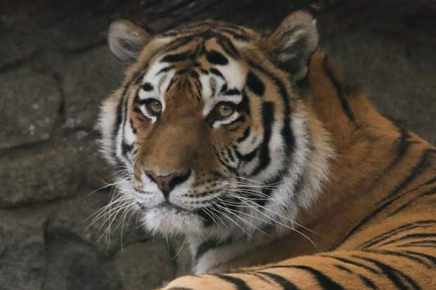 Умер амурский тигр Амадей из Ленинградского зоопарка