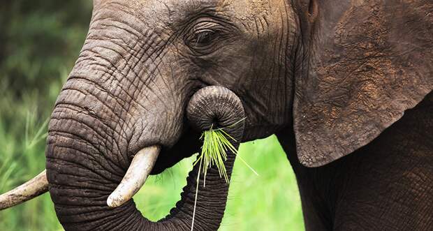 an photo of an elephant holding its trunk to its mouth to eat some food