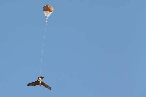 sokolinaya oxota v oae 9 Соколиная охота в Арабских Эмиратах