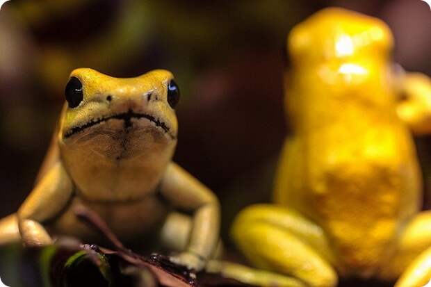 Ужасный листолаз (лат. Phyllobates terribilis)