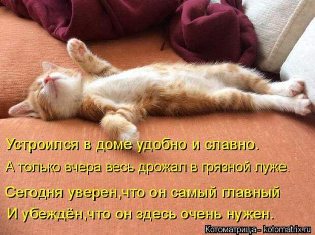 Котоматрицы (картинки с надписями)