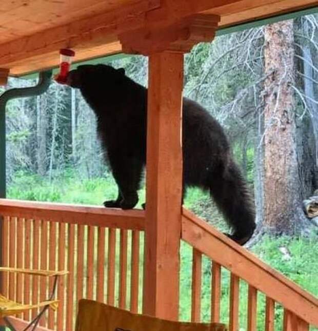 Незваные гости животные, косолапый, медведь