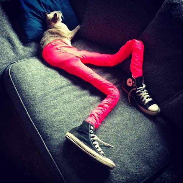 koshkavkolgotkax 15 Мем: Кошка в колготках