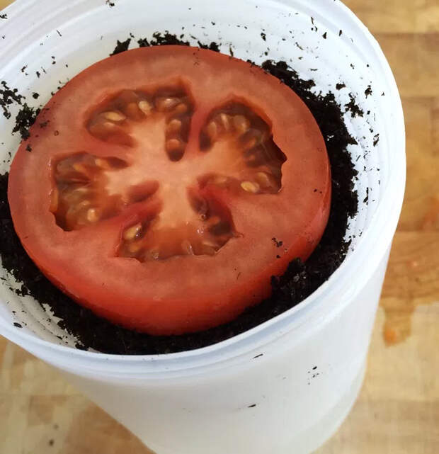 Картинки по запросу plant tomatoes from tomatoes