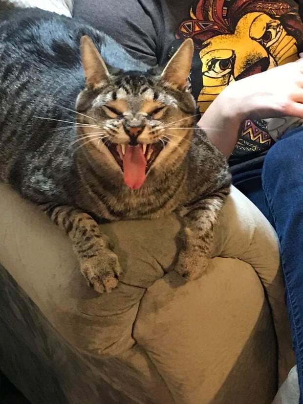 смешные фотографии кот чихает