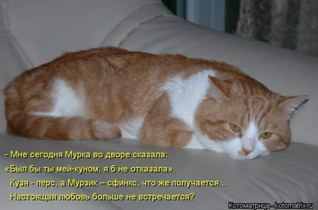 Лучшие котоматрицы недели (50 фото)