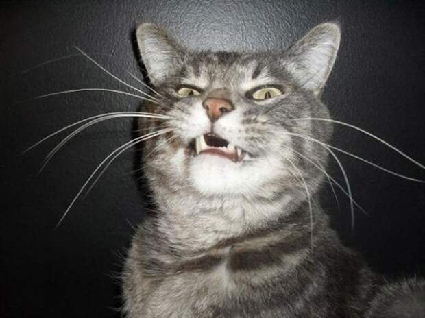 коты хотят чихнуть кот чихает