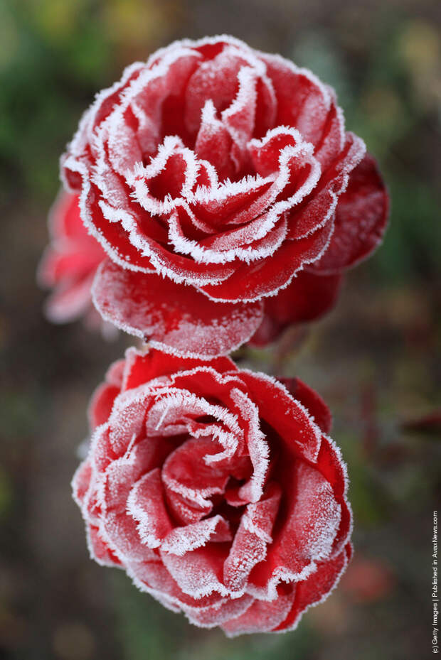 Early Morning Frost In Knutsford As Temperatures Fall Around The UK