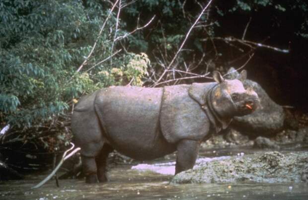 Животные на грани вымирания IUCN 9 Животные на грани вымирания