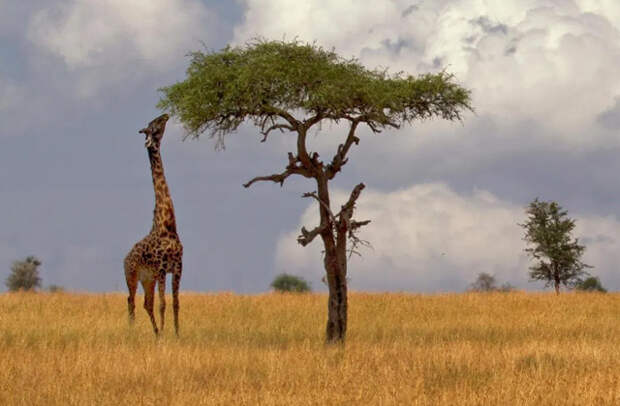 Для чего жирафу длинная шея?
