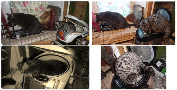 коты